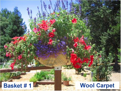 Image of planter lined with wool fiber (basket #1) from Harvest Park Middle School, Pleasanton, CA. Growth as of July 1st 2008.