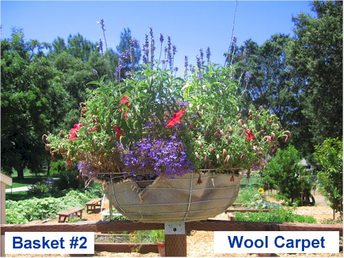 Image of planter lined with wool fiber (basket #2) from Harvest Park Middle School, Pleasanton, CA. Growth as of July 1st 2008.