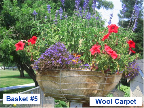 Image of planter lined with wool fiber (basket #5) from Harvest Park Middle School, Pleasanton, CA. Growth as of July 17th 2008.