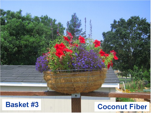 Image of planter lined with coca fiber (basket #3) from Harvest Park Middle School, Pleasanton, CA. Growth as of July 1st 2008.