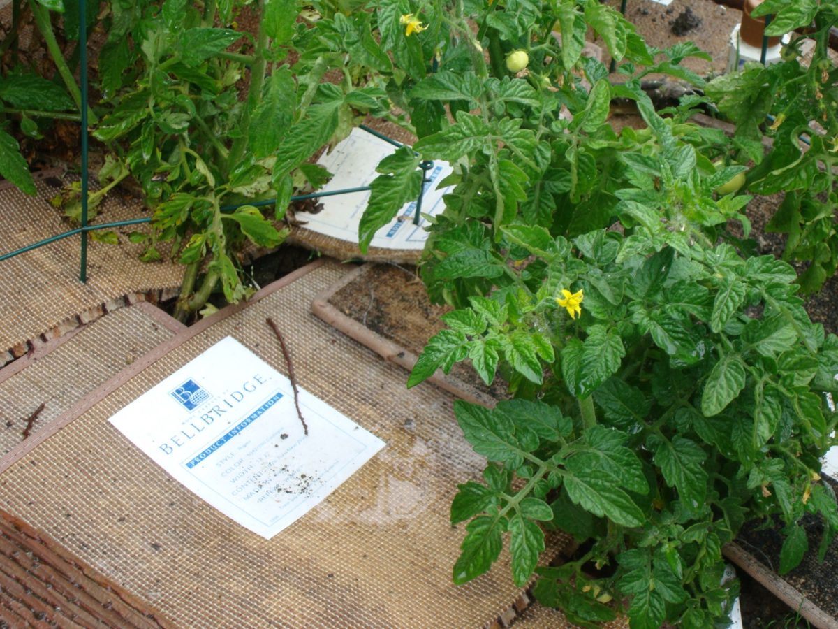 Bellbridge wool carpet samples used as weed mat in newly planted tomato area.