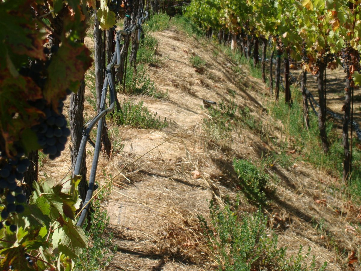 Image of Napa vineyards showing Bellbridge carpet laid face down for weed control.